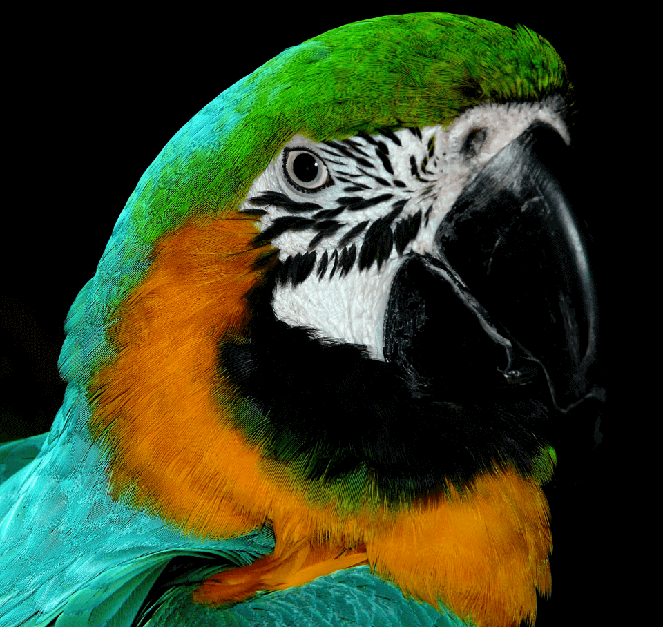 Parrot-17.png